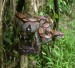 Hroznýš královský (Boa constrictor)